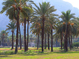 Paisaje típico de las zonas semiáridas. Palmeral de Orihuela, España.