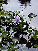 Eichhornia crassipes