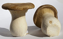 Two Pleurotus eryngii mushrooms, one standing up and another laying on its side with its cap facing away from the camera.