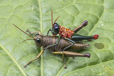 Rhytidochrota risaraldae mating, by Charlesjsharp