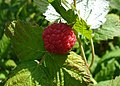 Raspberry (rubus idaeus)