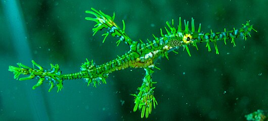 Ghost pipefish usually swim in pairs