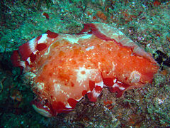 Spanish dancer nudibranch Hexabranchus sanguineus