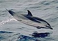 Dauphin bleu et blanc (Stenella coeruleoalba, Mammalia, Cetacea)