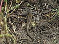 S. ornatissimus, San Jerónimo de Surco, Huarochiri, Lima, Perú.