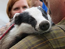A tame badger being held by a man