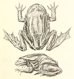 Description de l'image Telmatobius culeus.jpg.
