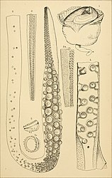 #54 (?/4/1880) and one other Beak with buccal mass and oesophagus, tentacular club, and arm fragments of the Grand Banks specimen found dead at the surface in April 1880 (#54), the first in which arm and sucker regeneration was documented (Verrill, 1881b:pl. 26). A single sucker (fig. 5) of the first Portugal Cove specimen (#29) is also shown.