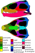 Skull diagram of the tuatara (Sphenodon punctatus)