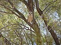 Barn owl on Angas Downs IPA, NT