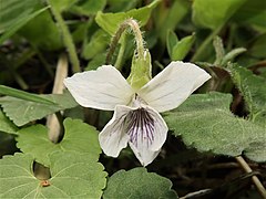 すべての花弁に紫色のすじが入り、側弁の基部に毛が生える。