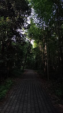 Pathway through forest.