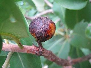 Xanthostemon paradoxus very ripe fruit