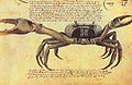 Caranguejo (crab)