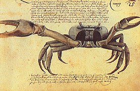 Caranguejo (crabe)