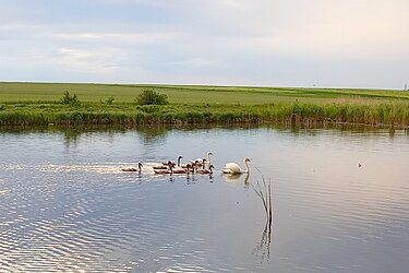 3th pond in Mukhavka