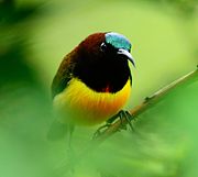 sunbird with reddish-brown upperparts, yellowish underparts, and metallic green on top of head