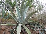 Agave americana Mall:Tysp