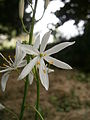 Anthericum liliago close-up flower