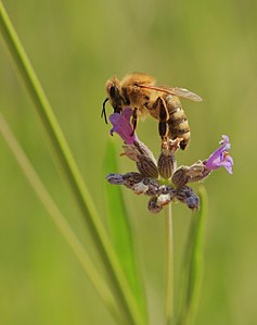 Western honey bee, by Martin Falbisoner
