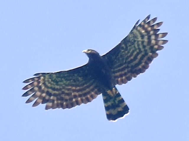 File:Black Hawk-Eagle.tif