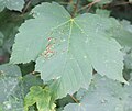 Blatt mit roten Knötchen