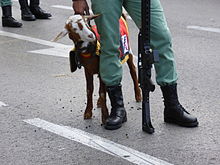 The Goat of the Spanish Legion waits to march in a parade for the National Day of Spain in Madrid.