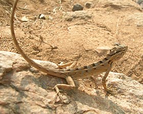 Calotes versicolor