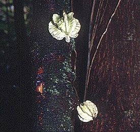 Плоды Carpotroche platyptera. Коста-Рика. У растений этого рода наблюдается каулифлория — развитие цветков, а затем и плодов непосредственно на стволе.