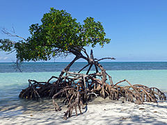 Mangrove