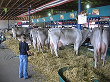 photo couleur de vaches vues de l'arrière, attachées à une barrière. Elles ont toute une robe gris clair avec les fesses et le ventre blanc et une mamelle rose bien développée.