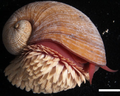 Scaly-foot gastropod