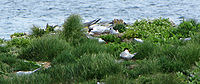 Nest site, Elliston, Newfoundland and Labrador