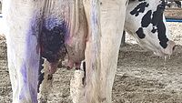Gangrenous mastitis in a dairy cow.