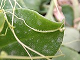 How Cuscuta Attaches itself to its Host