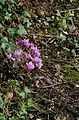 Cyclamen hederifolium 'Amaze Me'