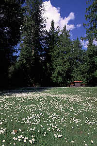 A grassy field with wildflowers, surrounded by pine trees
