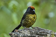 Black-faced brushfinch