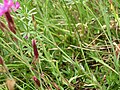 Dianthus deltoides