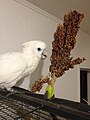 Cacatua ducorpsii