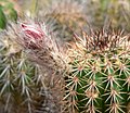 Echinocereus polyacanthus ssp. huitcholensis