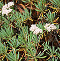 Eriogonum arborescens