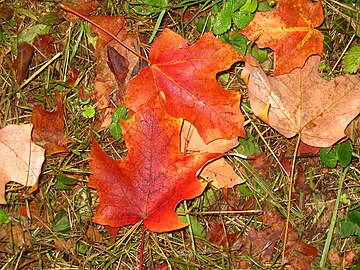 Hojas de otoño.