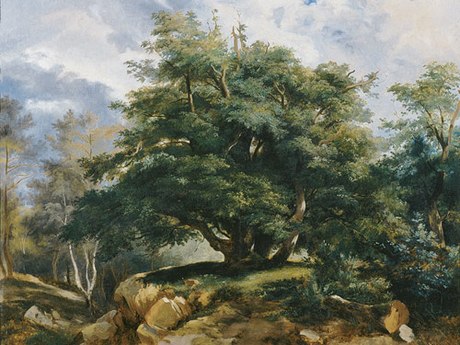 La vecchia quercia di Fontainebleau