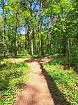 En bild på en skog i Frennarp (fotografi från maj 2023).