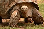 Tortugas de Galápagos