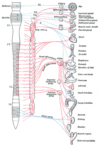図2：出力の交感神経系一覧。 青：頭蓋・仙髄の出力。赤：胸・上腕の出力。――頭、体幹、手足の血管運動を掌る脊髄および脳髄の神経、皮膚の平滑筋および汗腺への運動神経線維の節後線維。(MeyerとGottliebの修正後)