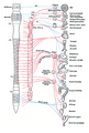 Autonomic nervous system overview.