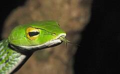 Description de l'image Gunther's Vine snake.jpg.