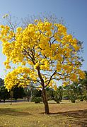 パウドアルコアマレロ、ワシバ（Handroanthus serratifolius）